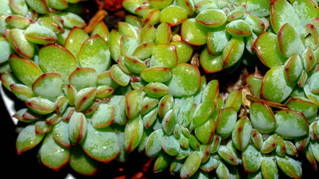 Isolated crested Echeveria pulidonis on black background. Succulent plant in mutation formの写真素材