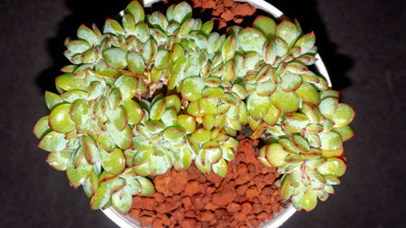 Isolated crested Echeveria pulidonis on black background. Succulent plant in mutation formの写真素材