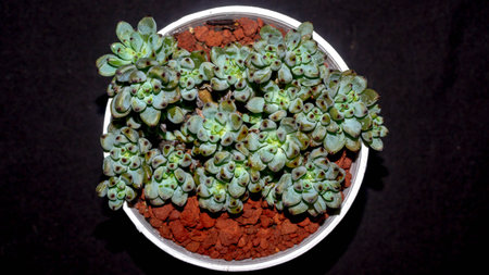 Isolated Graptopetalum pachypillum clump form on black background. Blue bean sedumの写真素材
