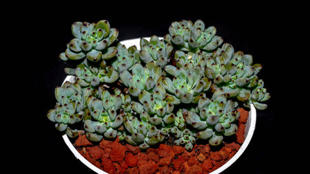 Isolated Graptopetalum pachypillum clump form on black background. Blue bean sedumの写真素材