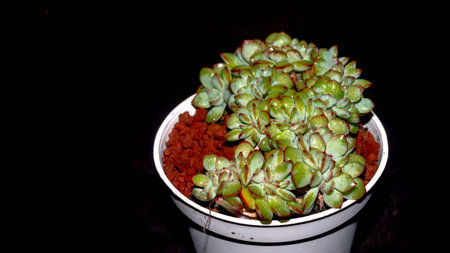 Isolated crested Echeveria pulidonis on black background. Succulent plant in mutation formの写真素材