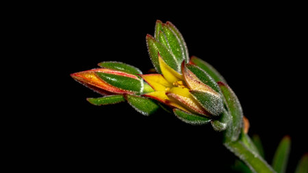 Isolated flower of succulent plant on black background. Detail of Echeveria flower on black backgroundの写真素材