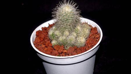 Isolated Mammilaria cactus on black background. Potted Mammilaria cactus clump with white soft spinesの写真素材