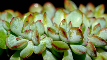Isolated crested Echeveria pulidonis on black background. Succulent plant in mutation formの写真素材