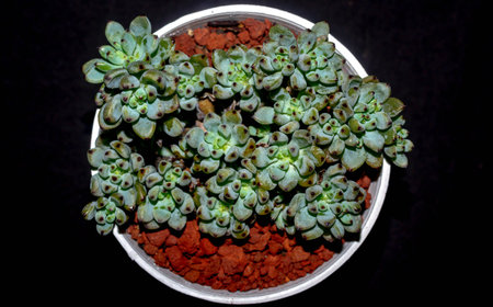 Isolated Graptopetalum pachypillum clump form on black background. Blue bean sedumの写真素材