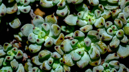 Isolated Graptopetalum pachypillum clump form on black background. Blue bean sedumの写真素材