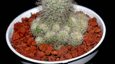 Isolated Mammilaria cactus on black background. Potted Mammilaria cactus clump with white soft spinesの写真素材