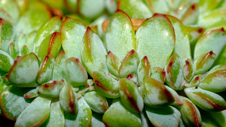 Isolated crested Echeveria pulidonis on black background. Succulent plant in mutation formの写真素材