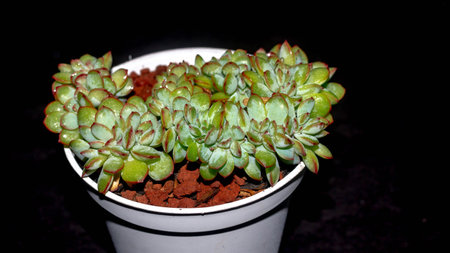 Isolated crested Echeveria pulidonis on black background. Succulent plant in mutation formの写真素材