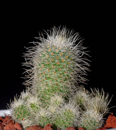 Isolated Mammilaria cactus on black background. Potted Mammilaria cactus clump with white soft spinesの写真素材