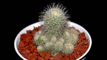 Isolated Mammilaria cactus on black background. Potted Mammilaria cactus clump with white soft spinesの写真素材