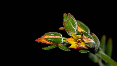 Isolated flower of succulent plant on black background. Detail of Echeveria flower on black backgroundの写真素材
