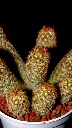 Isolated Mammilaria elongata cactus on black background. Potted Lady finger cactus clump with red spinesの写真素材