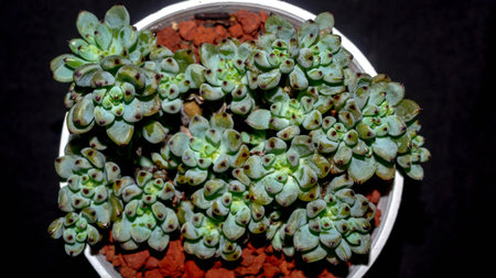 Isolated Graptopetalum pachypillum clump form on black background. Blue bean sedumの写真素材