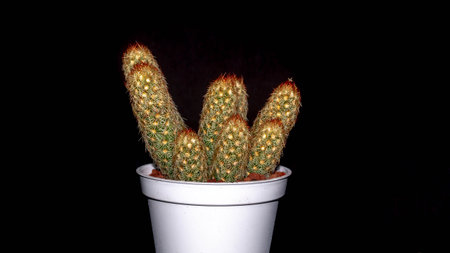 Isolated Mammilaria elongata cactus on black background. Potted Lady finger cactus clump with red spinesの写真素材