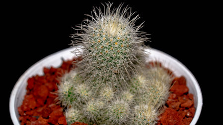 Isolated Mammilaria cactus on black background. Potted Mammilaria cactus clump with white soft spinesの写真素材