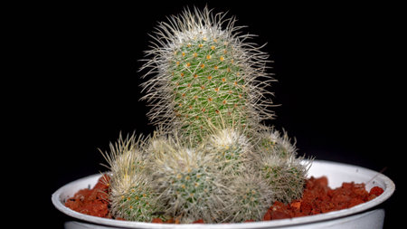 Isolated Mammilaria cactus on black background. Potted Mammilaria cactus clump with white soft spinesの写真素材