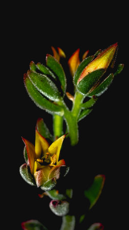 Isolated flower of succulent plant on black background. Detail of Echeveria flower on black backgroundの写真素材
