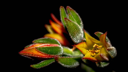 Isolated flower of succulent plant on black background. Detail of Echeveria flower on black backgroundの写真素材