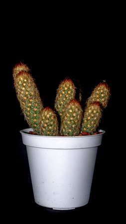 Isolated Mammilaria elongata cactus on black background. Potted Lady finger cactus clump with red spinesの写真素材