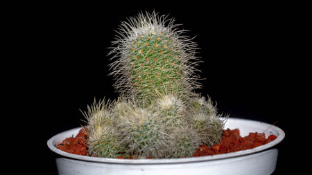 Isolated Mammilaria cactus on black background. Potted Mammilaria cactus clump with white soft spinesの写真素材