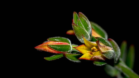 Isolated flower of succulent plant on black background. Detail of Echeveria flower on black backgroundの写真素材