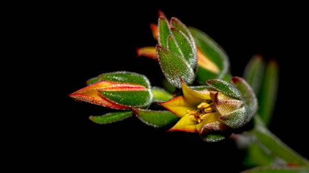 Isolated flower of succulent plant on black background. Detail of Echeveria flower on black backgroundの写真素材