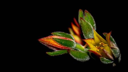 Isolated flower of succulent plant on black background. Detail of Echeveria flower on black backgroundの写真素材