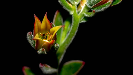 Isolated flower of succulent plant on black background. Detail of Echeveria flower on black backgroundの写真素材