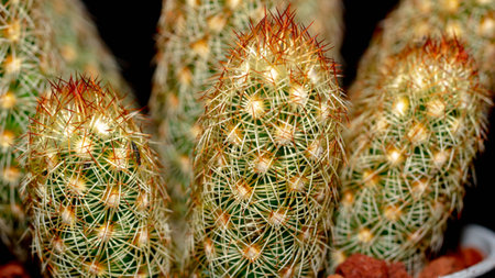 Isolated Mammilaria elongata cactus on black background. Potted Lady finger cactus clump with red spinesの写真素材
