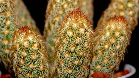 Isolated Mammilaria elongata cactus on black background. Potted Lady finger cactus clump with red spinesの写真素材