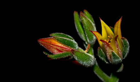 Isolated flower of succulent plant on black background. Detail of Echeveria flower on black backgroundの写真素材