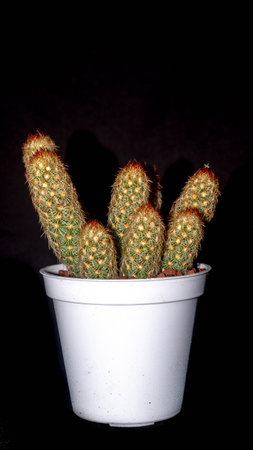 Isolated Mammilaria elongata cactus on black background. Potted Lady finger cactus clump with red spinesの写真素材