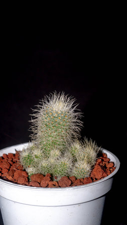 Isolated Mammilaria cactus on black background. Potted Mammilaria cactus clump with white soft spinesの写真素材