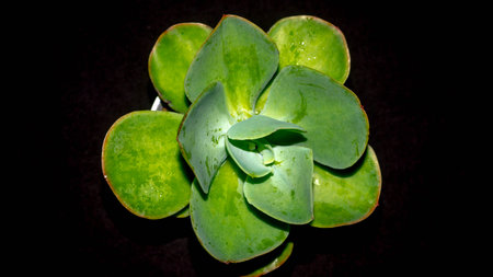 Isolated green succulent with wide leaves on black background. Potted Kalanchoe with lush green leavesの写真素材