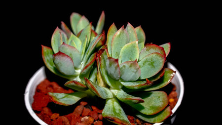 Isolated Echeveria clump with red tip on black background. Potted succulent plant with red tipped leavesの写真素材