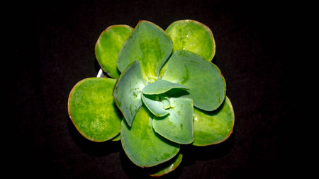 Isolated green succulent with wide leaves on black background. Potted Kalanchoe with lush green leavesの写真素材