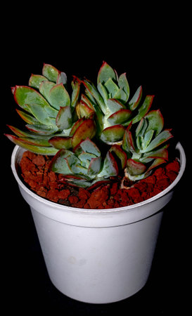 Isolated Echeveria clump with red tip on black background. Potted succulent plant with red tipped leavesの写真素材