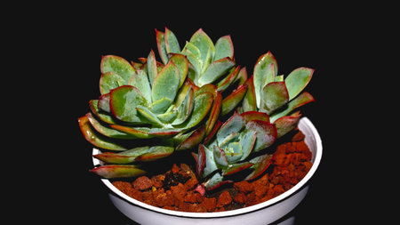 Isolated Echeveria clump with red tip on black background. Potted succulent plant with red tipped leavesの写真素材