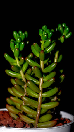 Sedum Jelly bean isolated on black background. Isolated potted succulent plantの写真素材