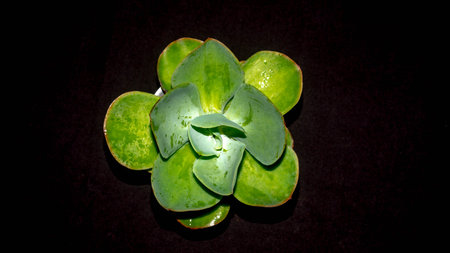 Isolated green succulent with wide leaves on black background. Potted Kalanchoe with lush green leavesの写真素材