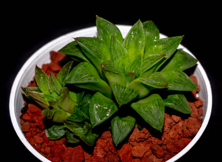 Isolated green Haworthia plant on dark background. Potted Haworthia in detailの写真素材