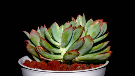 Isolated Echeveria clump with red tip on black background. Potted succulent plant with red tipped leavesの写真素材