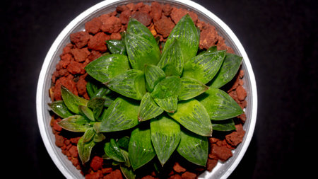 Isolated green Haworthia plant on dark background. Potted Haworthia in detailの写真素材