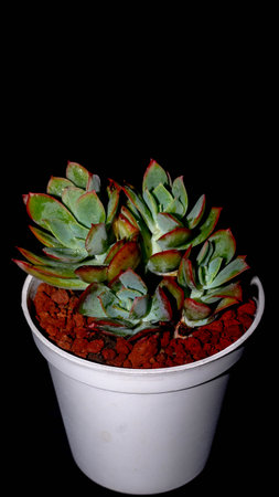 Isolated Echeveria clump with red tip on black background. Potted succulent plant with red tipped leavesの写真素材