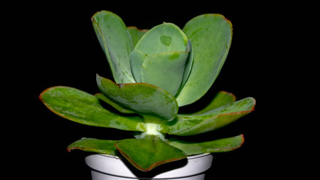 Isolated green succulent with wide leaves on black background. Potted Kalanchoe with lush green leavesの写真素材