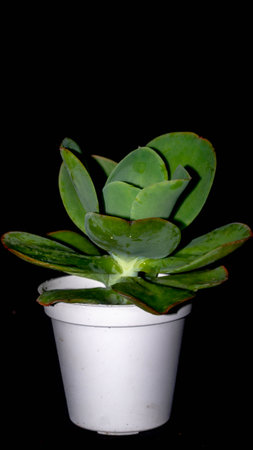 Isolated green succulent with wide leaves on black background. Potted Kalanchoe with lush green leavesの写真素材