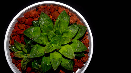 Isolated green Haworthia plant on dark background. Potted Haworthia in detailの写真素材