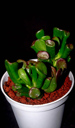 Isolated Crassula gollum on dark background. Potted Crassula gollum jade in detailの写真素材