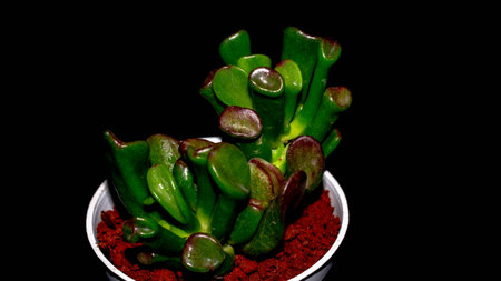 Isolated Crassula gollum on dark background. Potted Crassula gollum jade in detailの写真素材